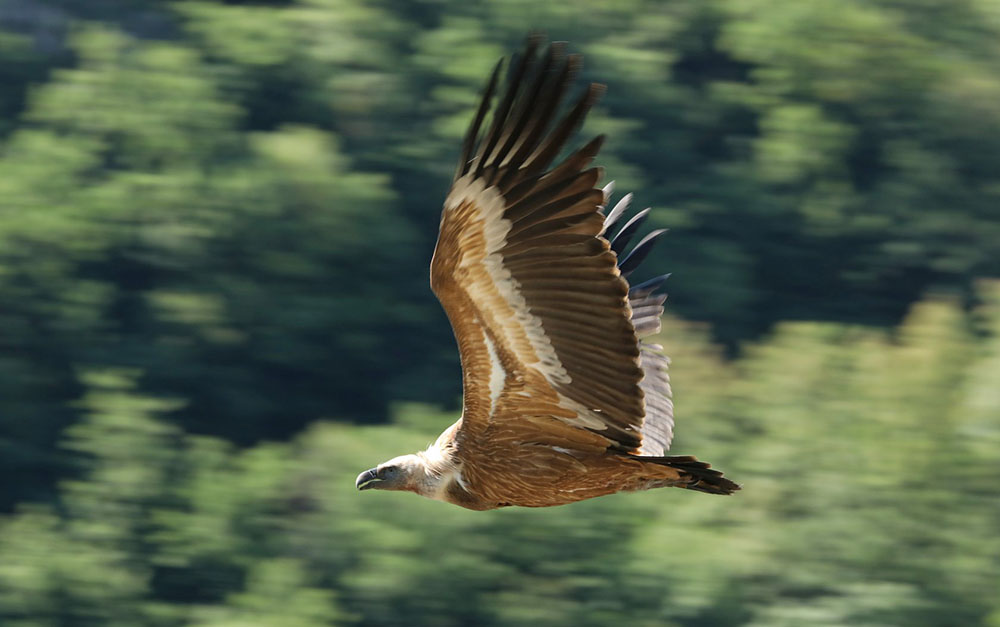 Grifone in volo (Dante Alpe)